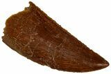 Serrated, Raptor Tooth - Real Dinosaur Tooth #295975-1